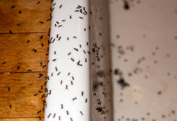 Best Cockroach Control Services  in Salisbury, NY