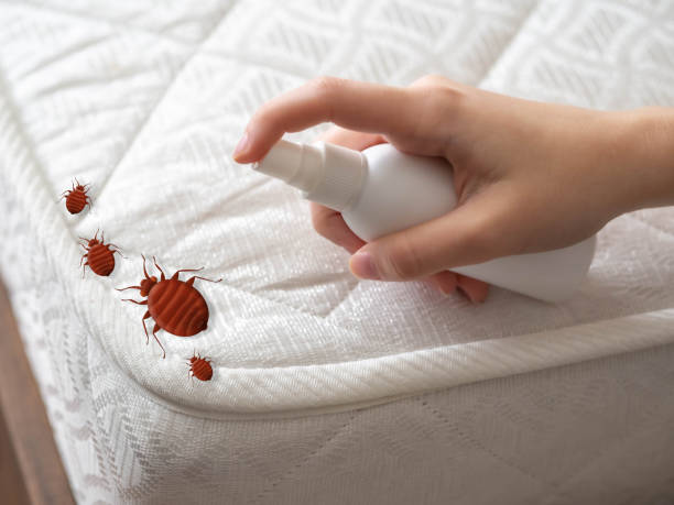 Best Affordable Pest Control Services  in Salisbury, NY