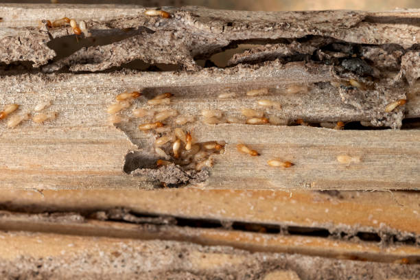 Best Termite Control Services  in Salisbury, NY